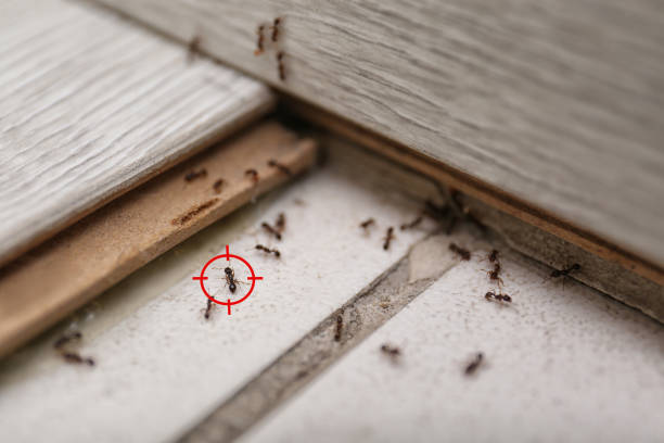 Best Pest Inspection Near Me  in New California, OH